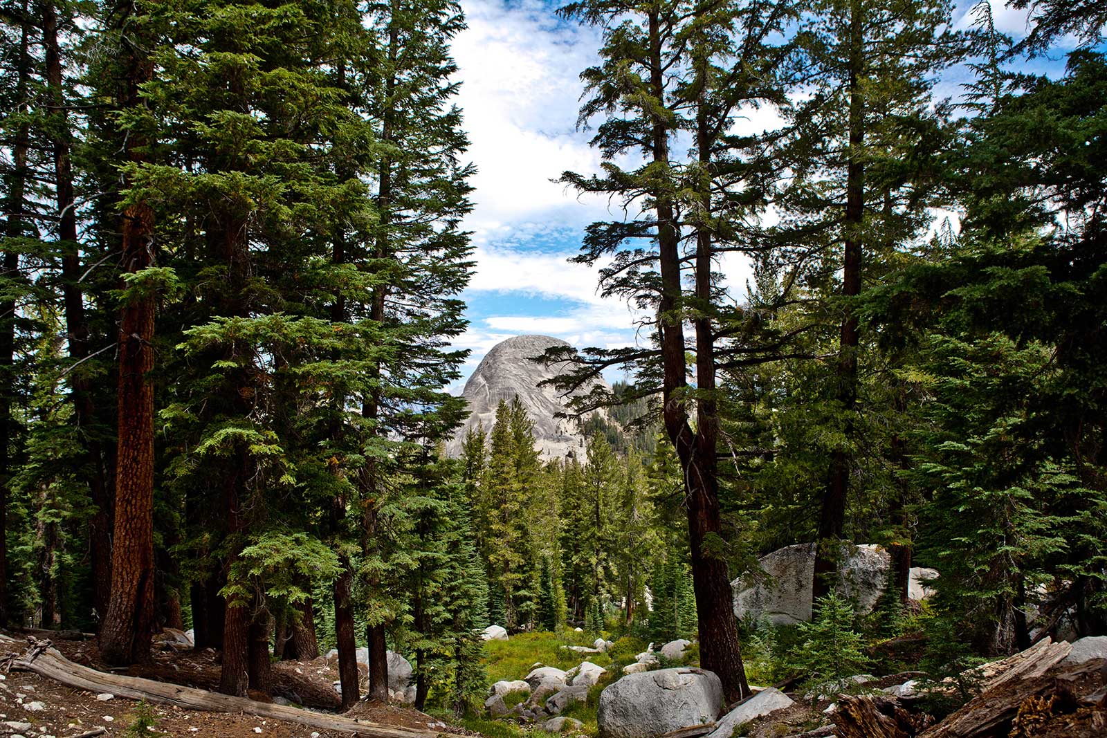 Yosemite trees