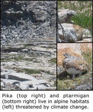 Alpine habitats by climate changes