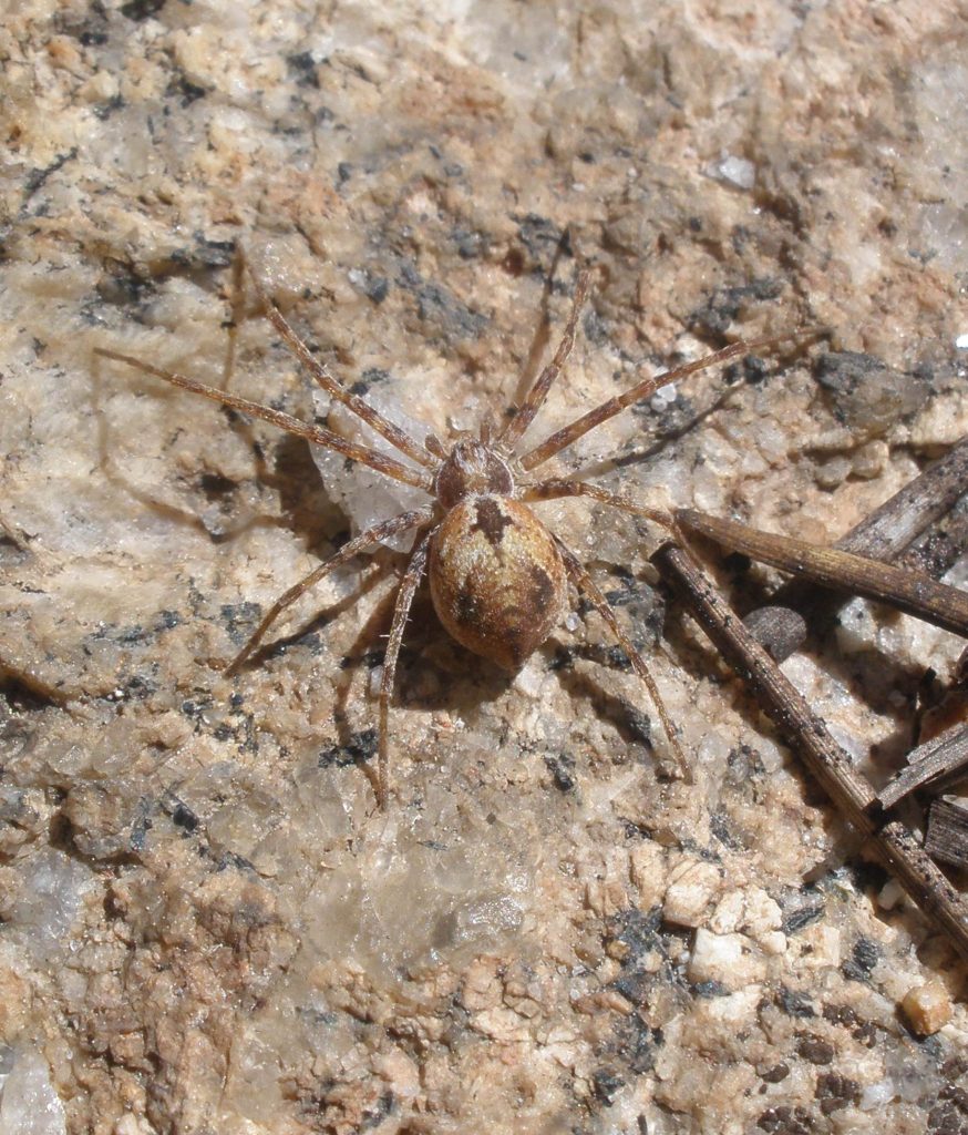 arthropods