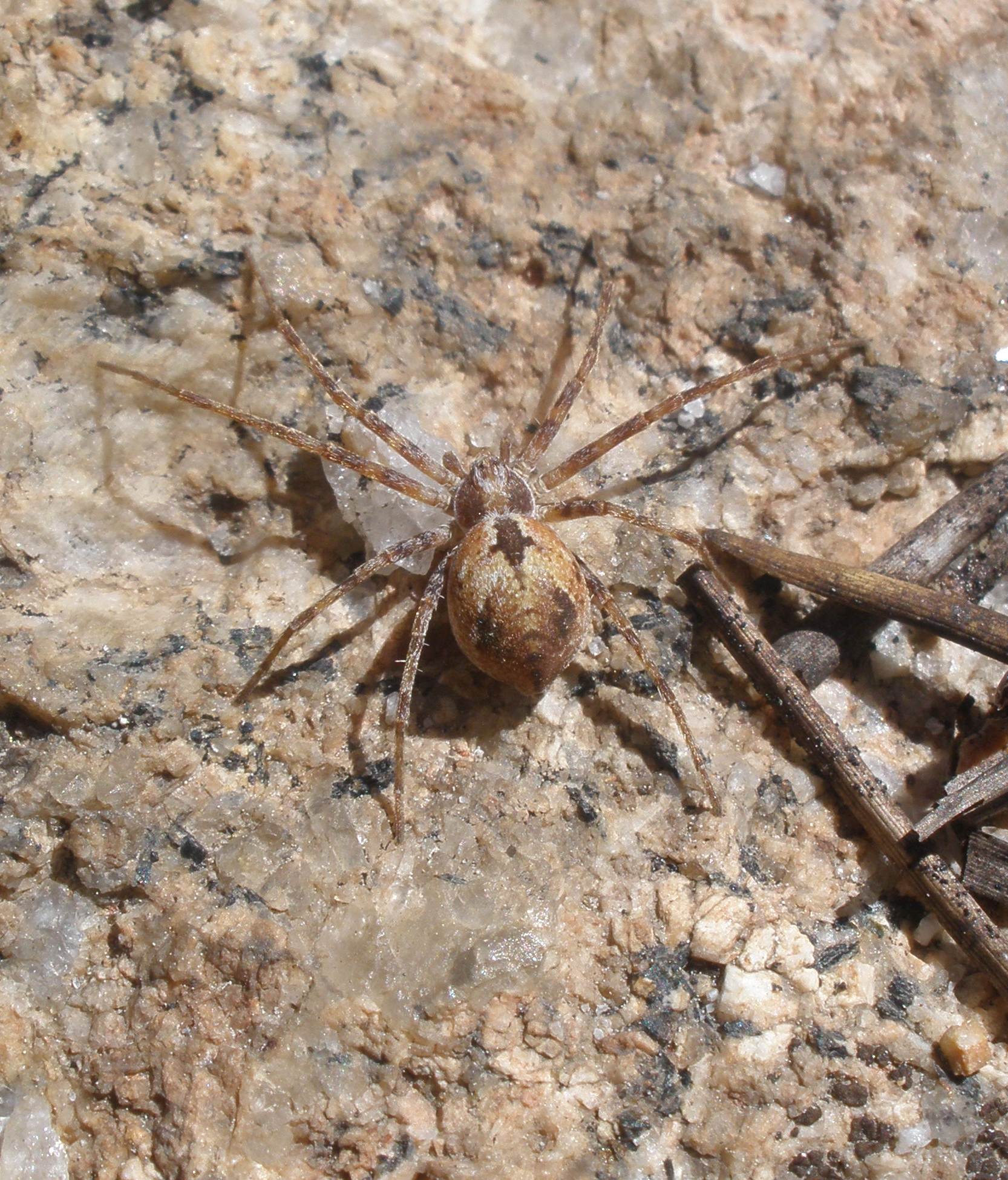 arthropods