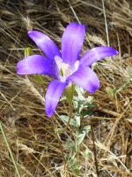 brodiaea (A. Dziegiel)
