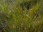 Yosemite bullrush (K. Lubetkin)