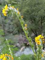 Fiddleneck (A. Dziegiel)