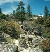 Chaparral Zone