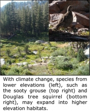 Climate change, species from lower elevations.