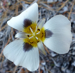 Mariposa lily (A. Dziegiel)
