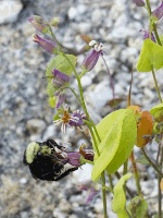 mountain jewelflower with bee (A. Dziegiel)