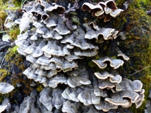 Fungi