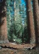 The upper montane forest begins at higher elevations near 6,000 feet (1800 m)