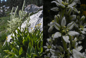corn lily (K. Lubetkin)