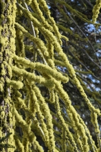 Letharia vulpina