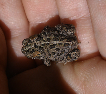 Toadlet