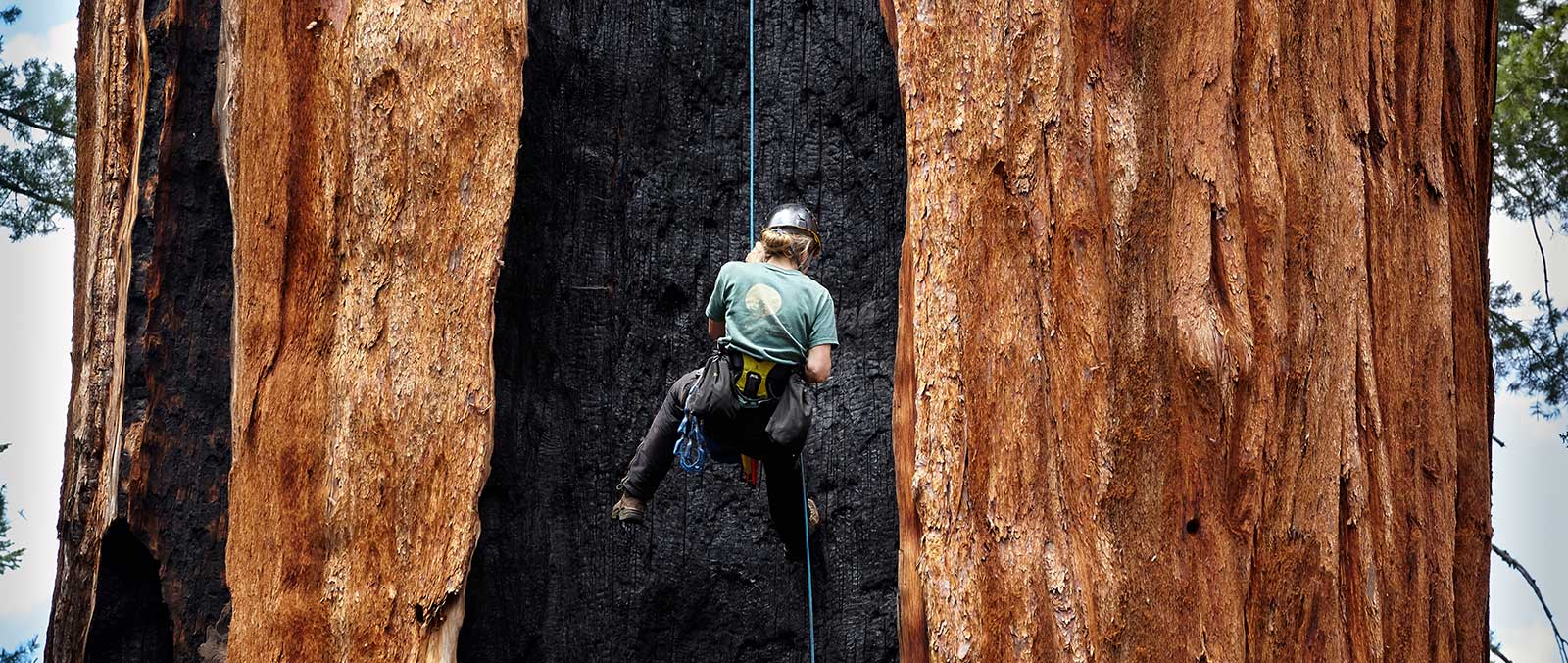 Giant Sequoia